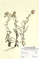 藏品(抱莖籟蕭)的圖片